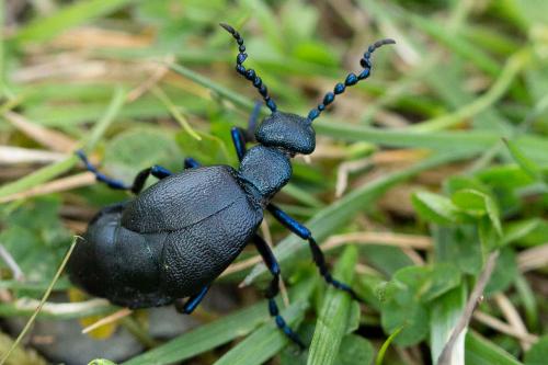 Meloe proscarabaeus
