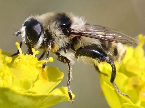 Réf. 280 191 : Merodon clavipes