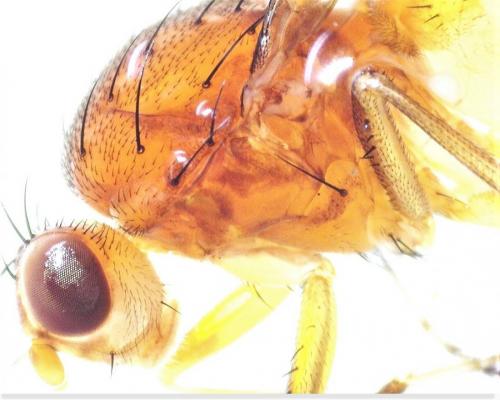 Suillia affinis