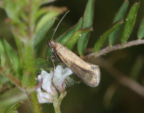 Réf. 280 434 : Glyphipterix fuscoviridella