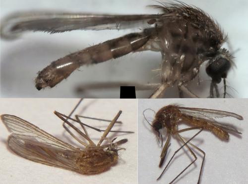 Réf. 280 940 : Culex sp.