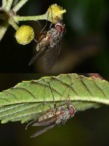 Helina impuncta