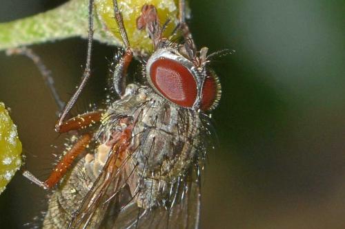 Helina impuncta