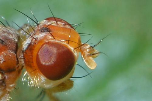 Norellisoma spinimanum
