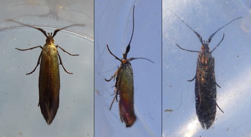 Coleophora sp.