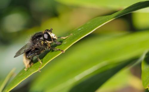 Réf. 280 068 : Criorhina ranunculi