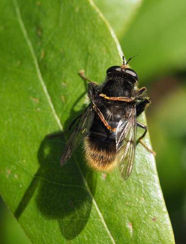 Réf. 280 070 : Criorhina ranunculi