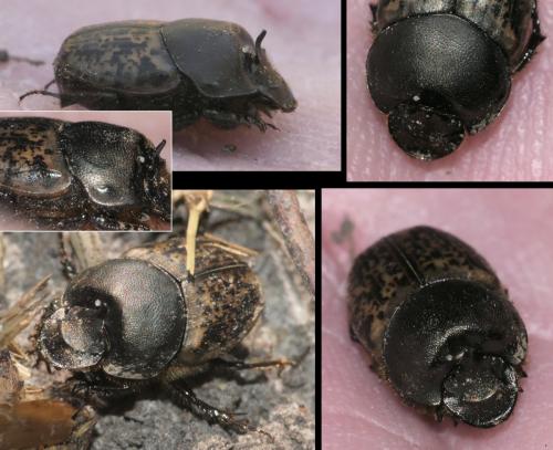 Réf. 280 140 : Onthophagus medius
