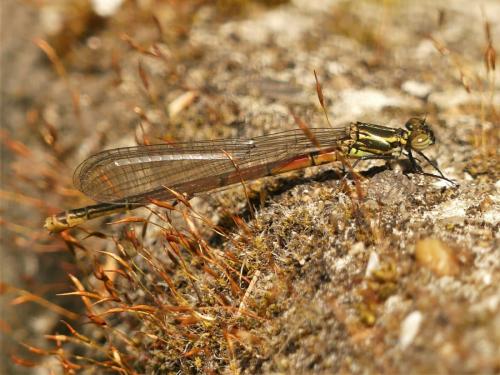 Réf. 280 714 : Pyrrhosoma nymphula