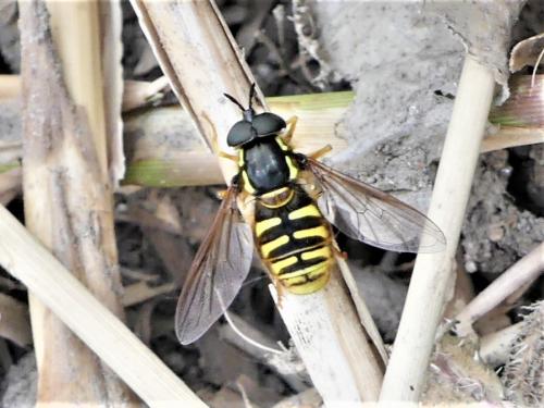 Réf. 280 837 : Chrysotoxum cautum