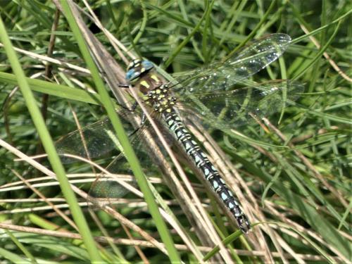 Brachytron pratense