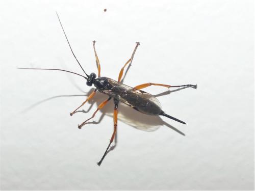 Pimpla rufipes