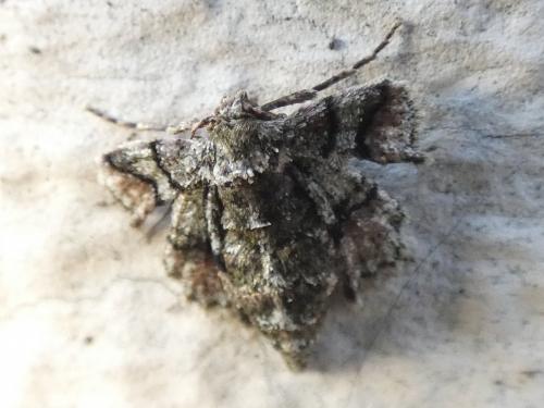 Réf. 280 485 : Agriopis marginaria