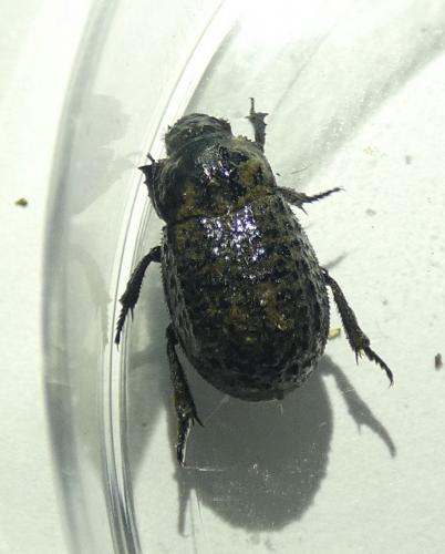Trox perlatus