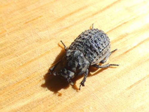 Trox perlatus
