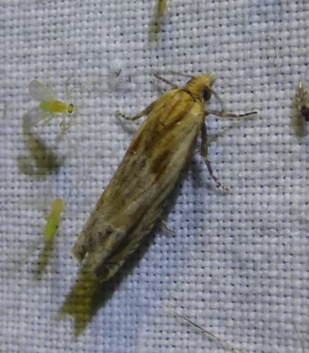 Réf. 280 681 : Eucosma sp.