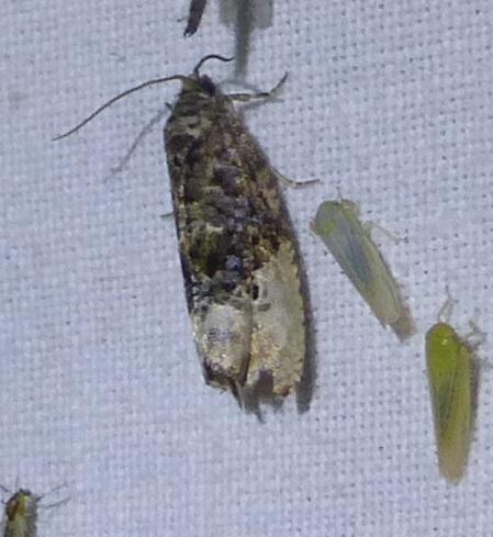 Hedya nubiferana