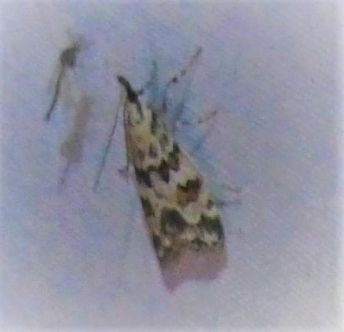 Réf. 280 803 : Scoparia pyralella