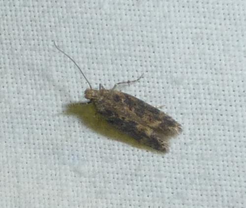Réf. 280 806 : Scrobipalpa ocellatella