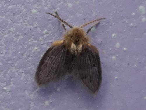 Philosepedon sp.