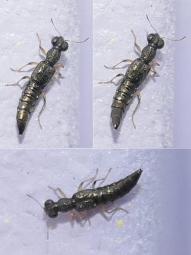 Réf. 280 572 : Stenus sp.