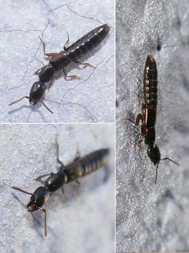 Réf. 280 602 : Xantholinini inconnu