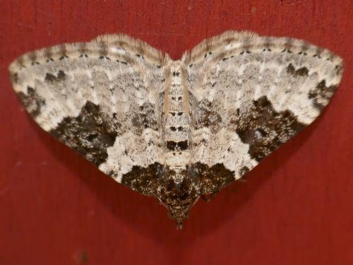 Xanthorhoe fluctuata