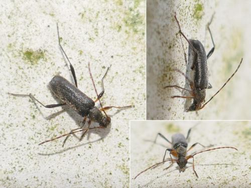 Grammoptera ruficornis