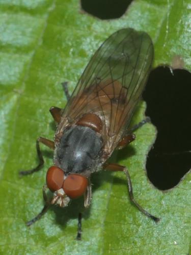 Réf. 280 964 : Brachyopa scutellaris
