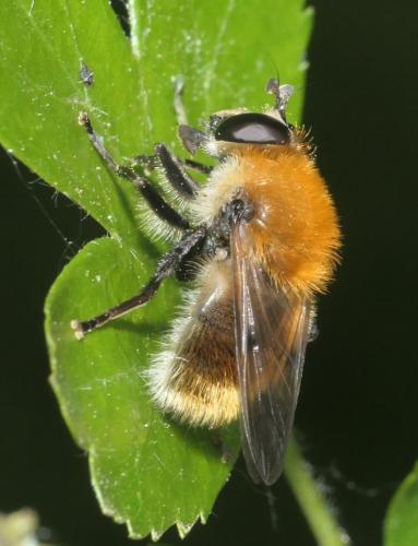 Réf. 280 898 : Criorhina berberina