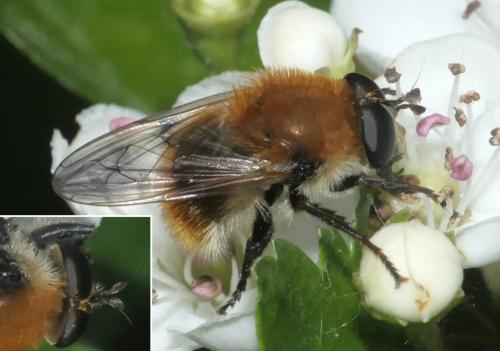 Réf. 280 901 : Criorhina berberina