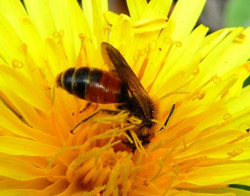 Réf. 280 393 : Andrena schencki