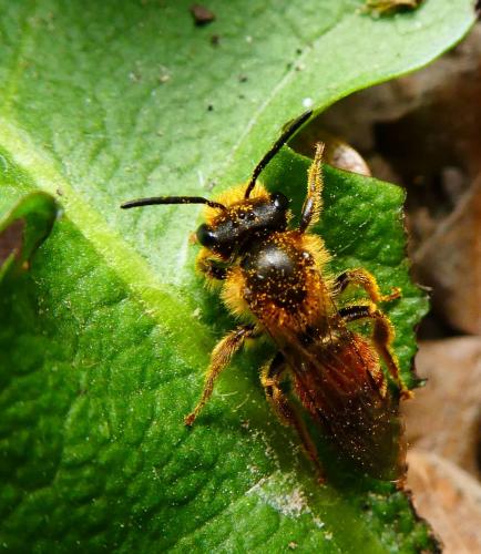 Réf. 280 396 : Andrena schencki