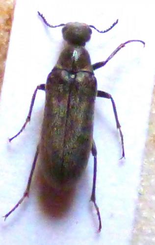 Réf. 280 935 : Ptilophorus dufourii