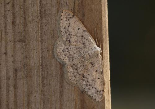 Réf. 280 424 : Scopula marginepunctata