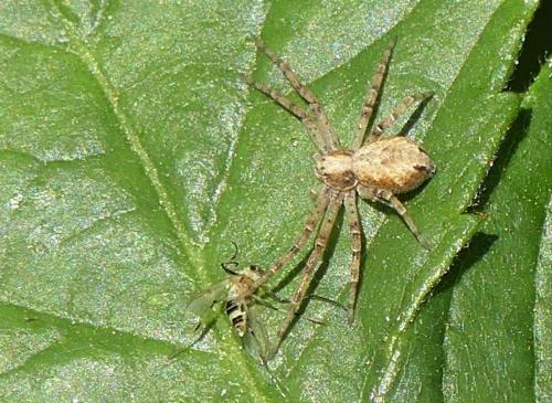 Philodromus sp.