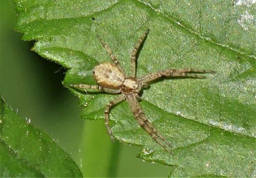 Philodromus sp.