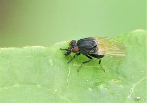 Réf. 280 573 : Minettia longipennis