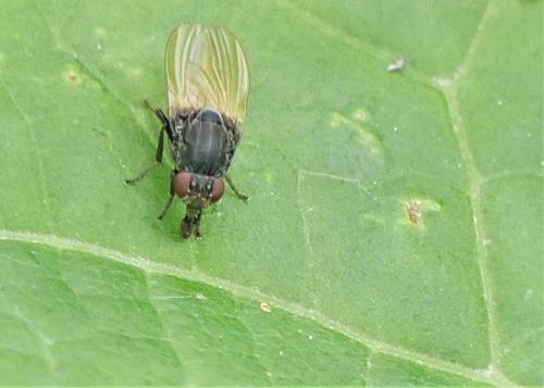 Réf. 280 574 : Minettia longipennis