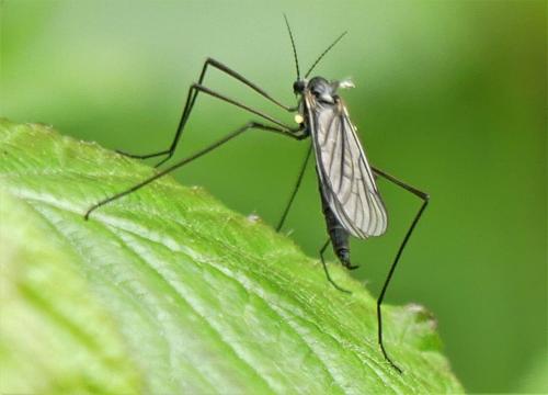 Gnophomyia viridipennis