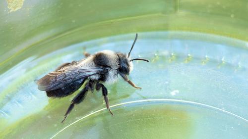 Réf. 280 210 : Andrena cineraria