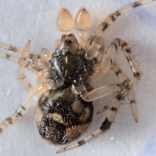 Theridion sp.