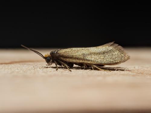 Réf. 280 003 : Incurvaria koerneriella