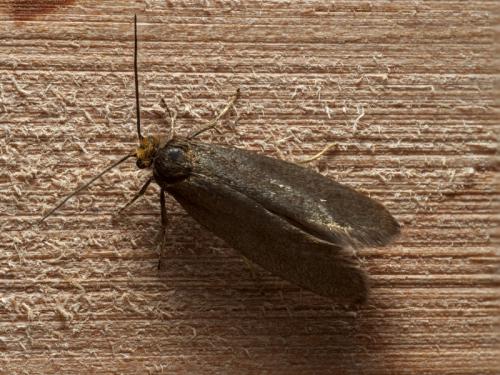 Incurvaria koerneriella