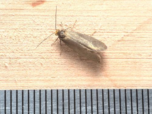 Réf. 280 042 : Incurvaria koerneriella