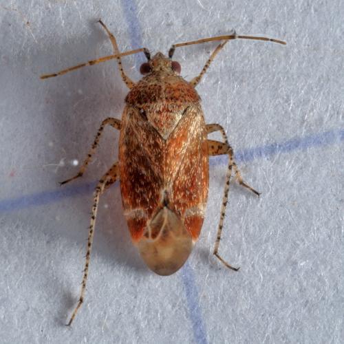 Psallus sp.