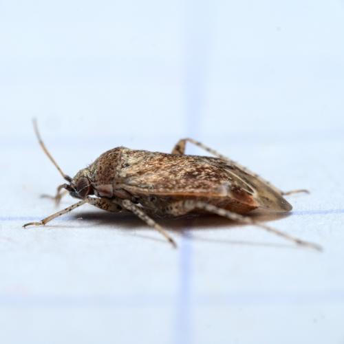 Psallus sp.