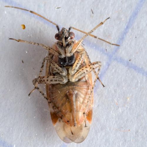 Psallus sp.