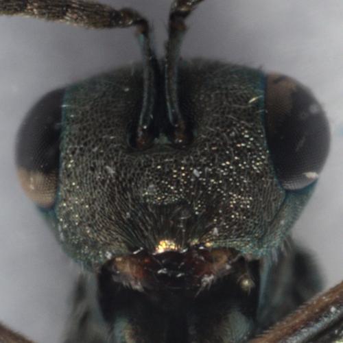 Aggelma spiracularis