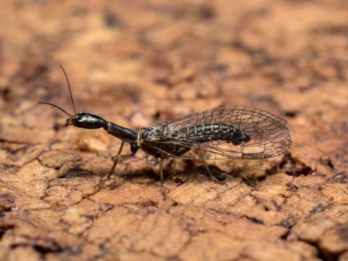 Réf. 280 807 : Subilla confinis
